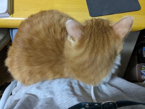 つくしくんさん