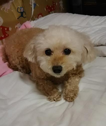 ここなっつさん