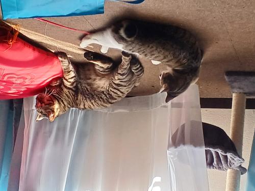 れいりんのんさん