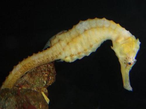 タカクラタツさん