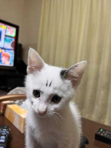 かりんとうさん