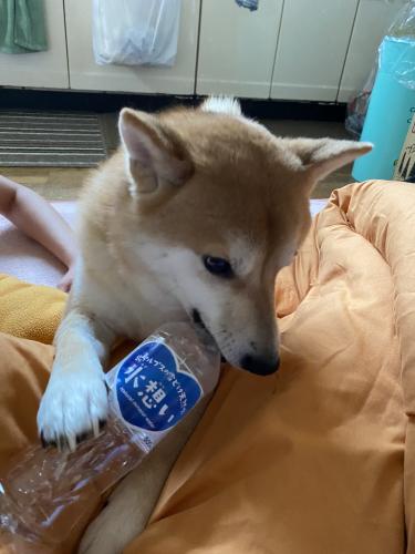 Noëlさん