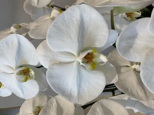 かめちゃんさん